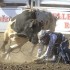 Ellensburg Rodeo finals