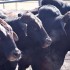 Bulls