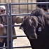 Bulls