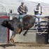 bulls