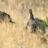 Wild turkeys
